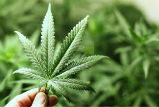 Medicinska marihuana Medicinska marihuana