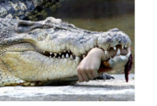 Krokodil na roštilju Krokodil na roštilju