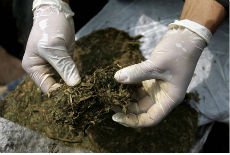 Zaplenjena marihuana Zaplenjena marihuana